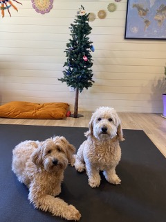 Trixie and Bo in front of christmas tree in gym